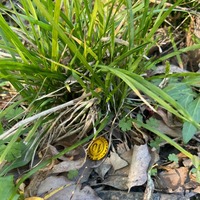 hbpngk.png?1764054590