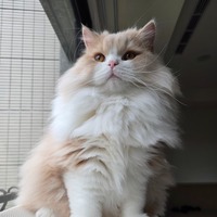 zbkbsb.png?1770191302