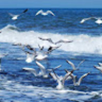 jnnsca.png?1766284833