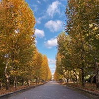 sjxddl.png?1766479460