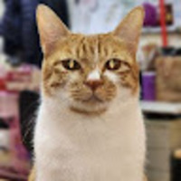 ijteji.png?1766825482