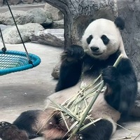 swyozp.png?1767859145