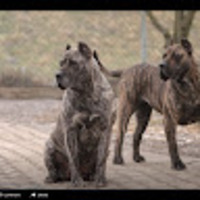 nfxjzq.png?1767730306