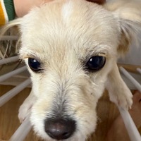 wogjbx.png?1769100968