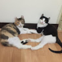 dqwcst.png?1769152465