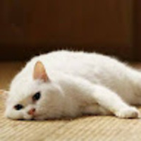 mpumqo.png?1769269570