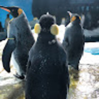 gooynw.png?1770703430