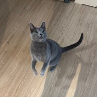 sjlyfs.png?1770705017