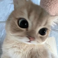 tfrfay.png?1771163925