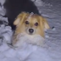 kkersv.png?1772212027