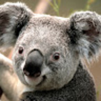 iajsdm.png?1777161414