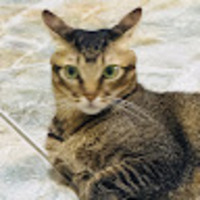 mapbdg.png?1777176700