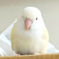 ckqoys.png?1778163289