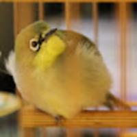 nbdcpp.png?1780159375