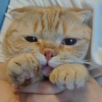sdhwpe.png?1780564369
